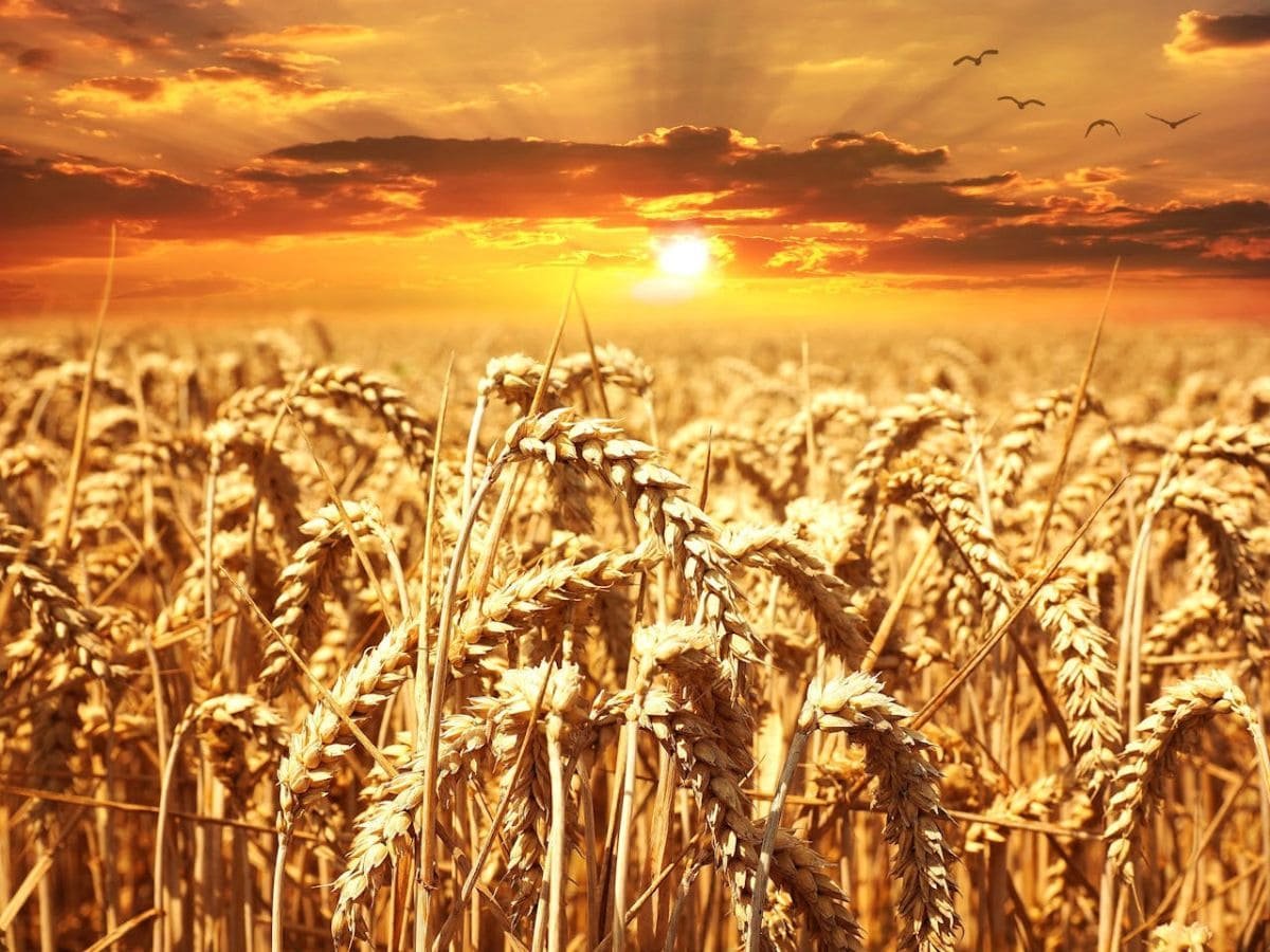 What's the Wheat Procurement Policy for 2024-2025